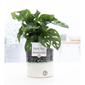 Monstera Adansonii Keramiek Illusion