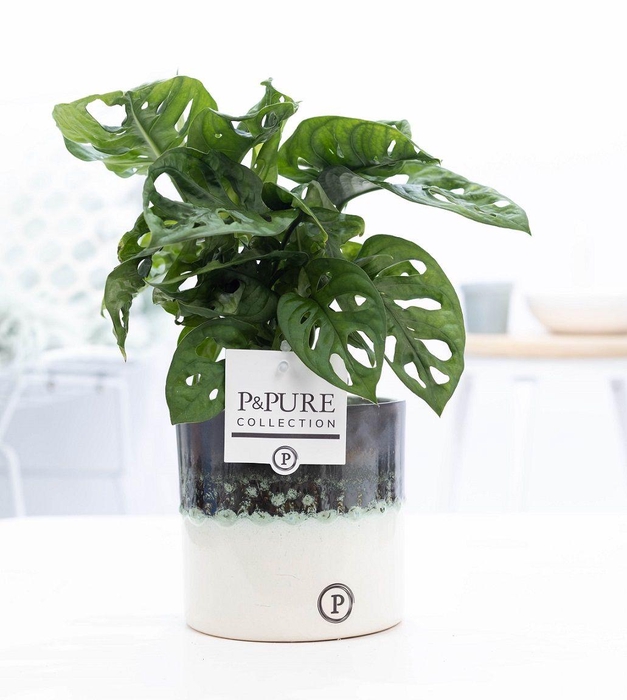 <h4>Monstera Adansonii in P&PURE Illusion cer. (perfectly imperfecta</h4>