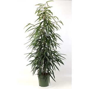 Ficus Alii