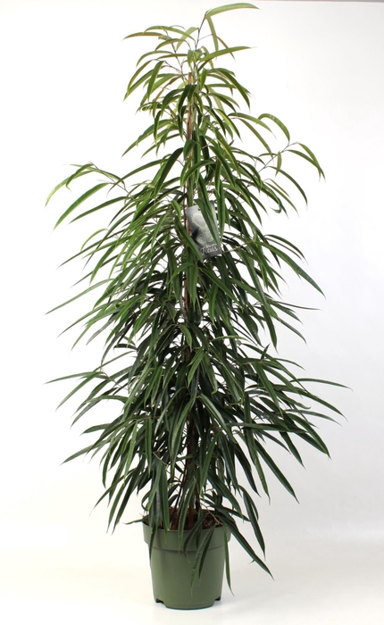 <h4>Ficus Alii</h4>