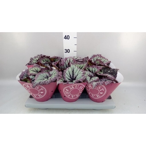 Begonia BD   ...