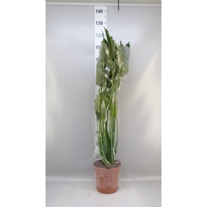 Alocasia cucullata