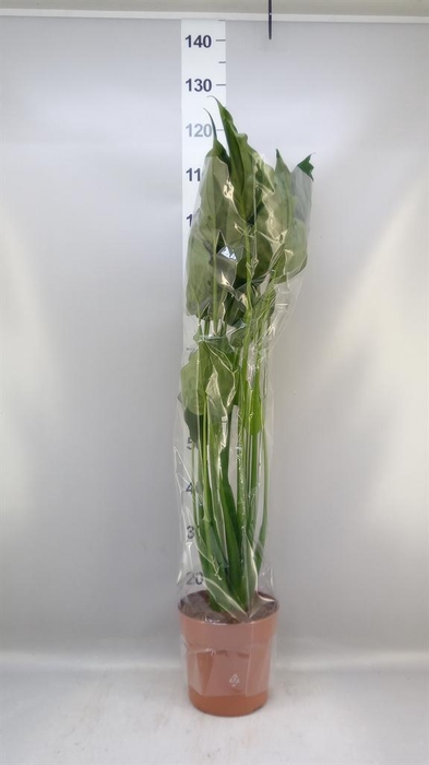<h4>Alocasia cucullata</h4>