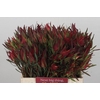 Leucadendron Fireglow Spray