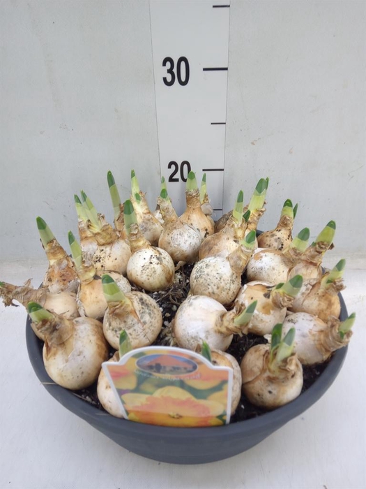 <h4>Narcissus   ...</h4>