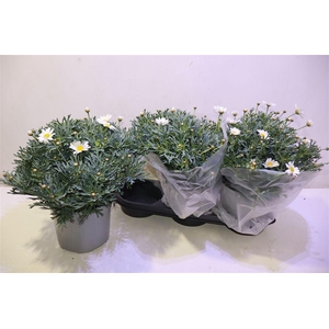 arr8 Arg Stella 2000