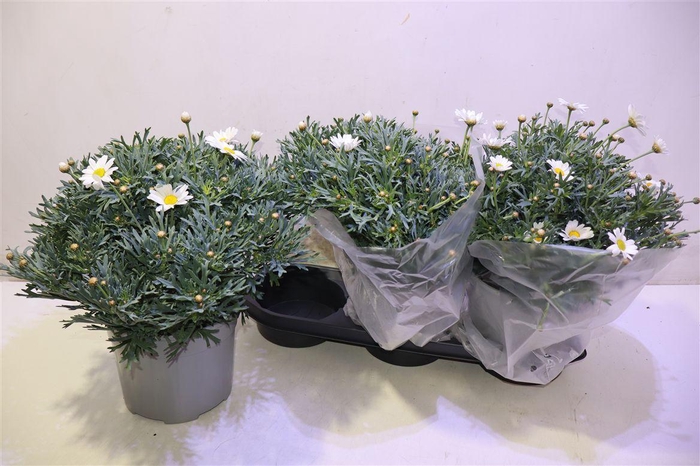 <h4>Arg Stella 2000</h4>