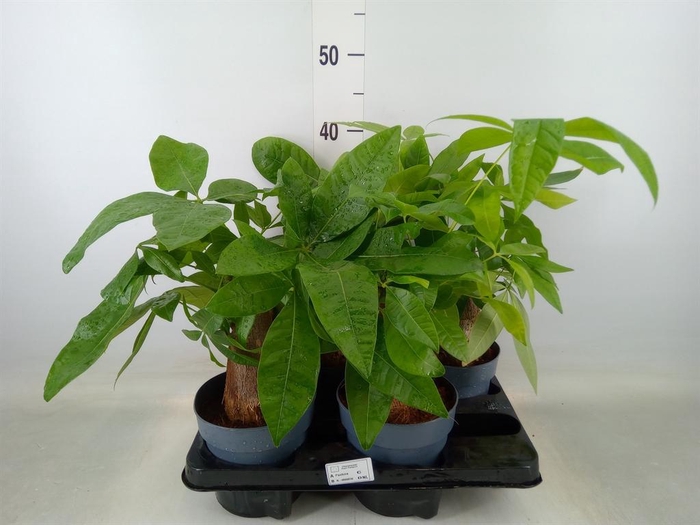 <h4>Pachira aquatica</h4>