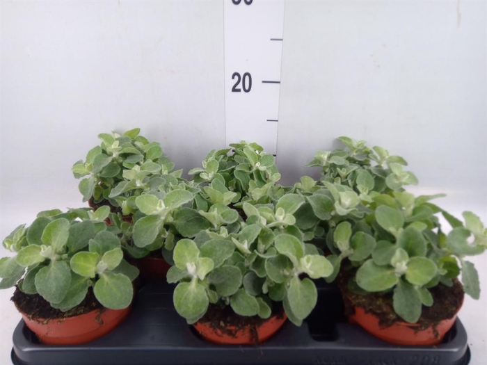 <h4>Helichrysum splendidum</h4>