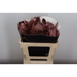 Protea Wx Koper Barbi