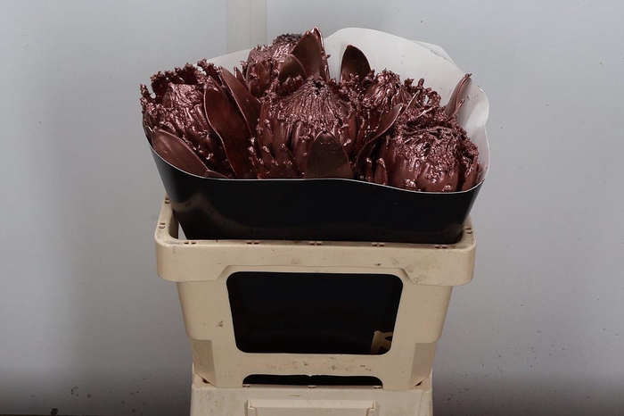 <h4>Protea Wx Koper Barbi</h4>