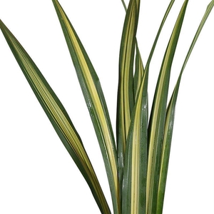 Pandanus   ...blad