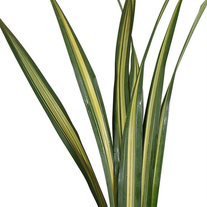 <h4>Pandanus ...blad</h4>