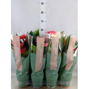 Anthurium   ...mix