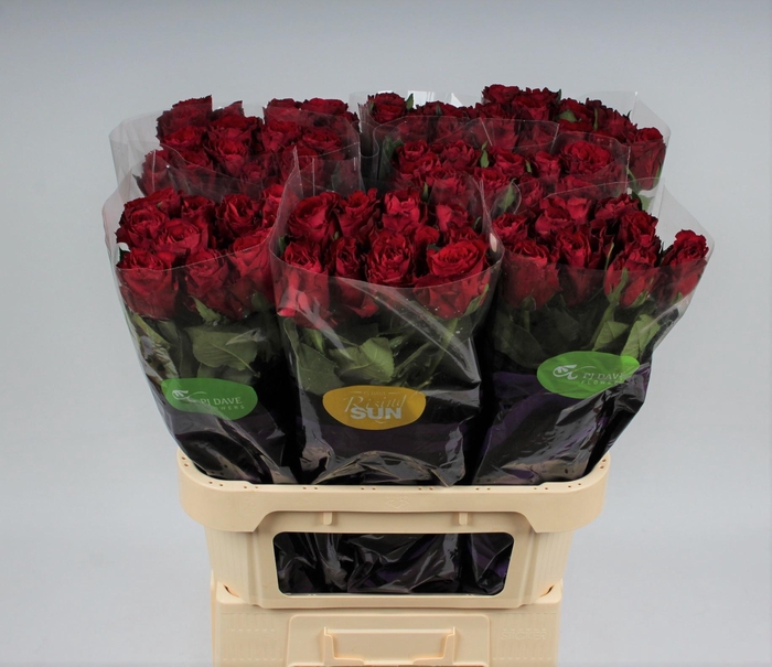 <h4>R GR MADAM RED</h4>