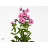 PHLOX P JEFFS PINK