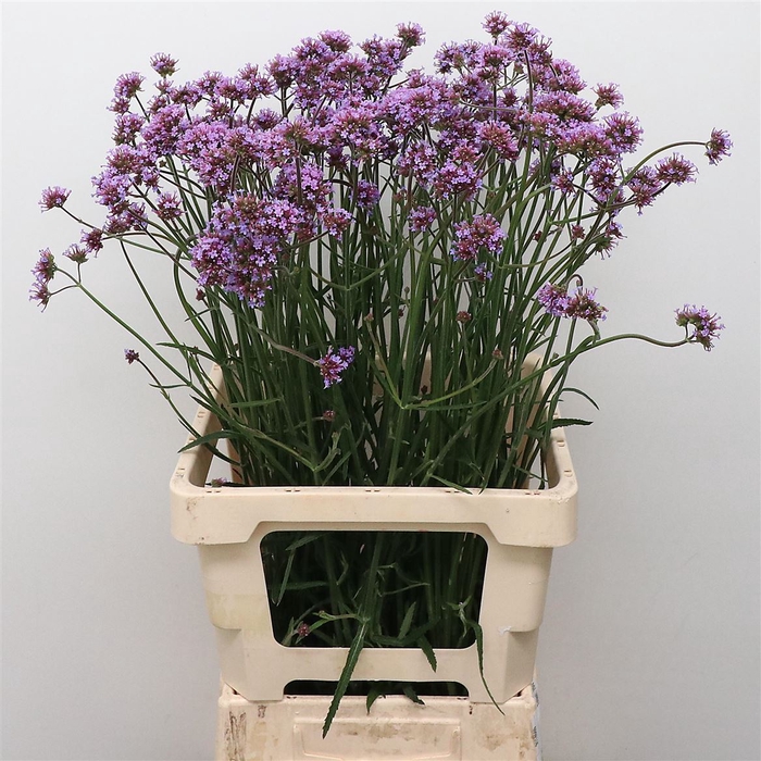 <h4>Verbena Has P Spires</h4>