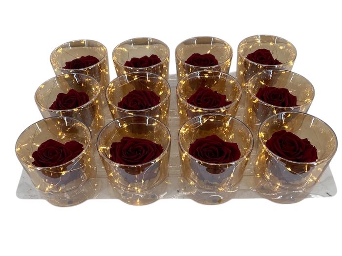 <h4>ARR ROSA POT H%</h4>