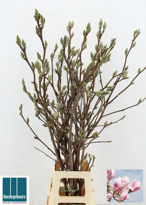 <h4>MAGNOLIA OV</h4>