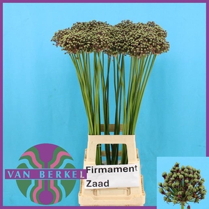 ALLIUM ZAADBOLLEN