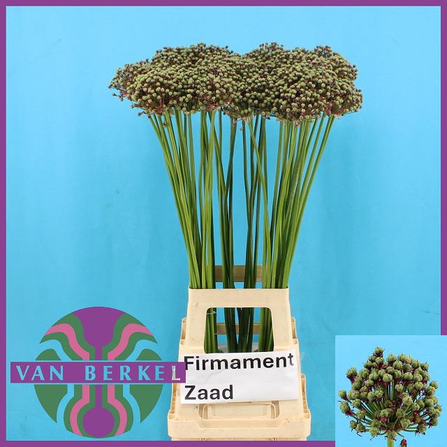 <h4>ALLIUM ZAADBOLLEN</h4>