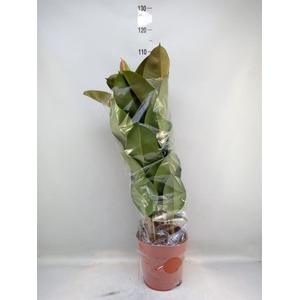 Ficus elastica 'Robusta'