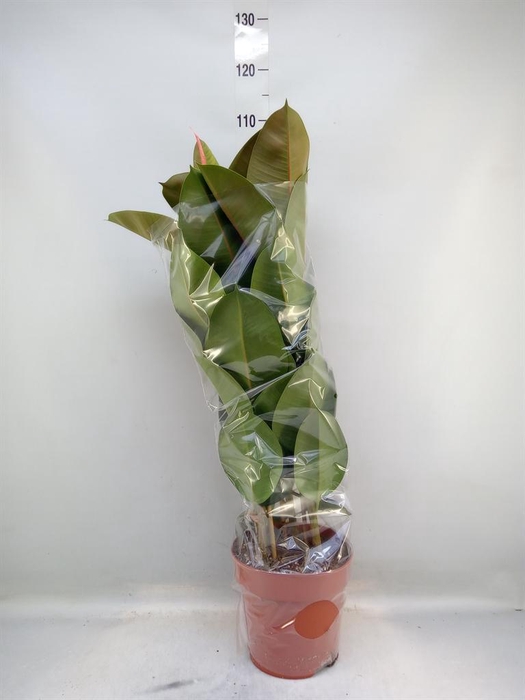 <h4>Ficus elastica 'Robusta'</h4>