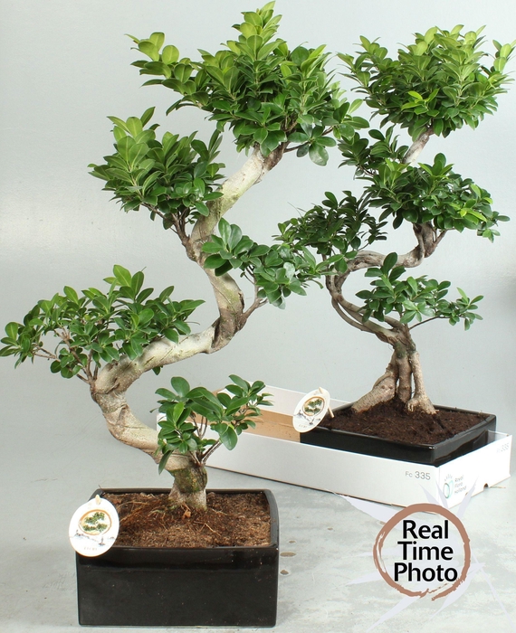 <h4>FIC MI GINSENG</h4>