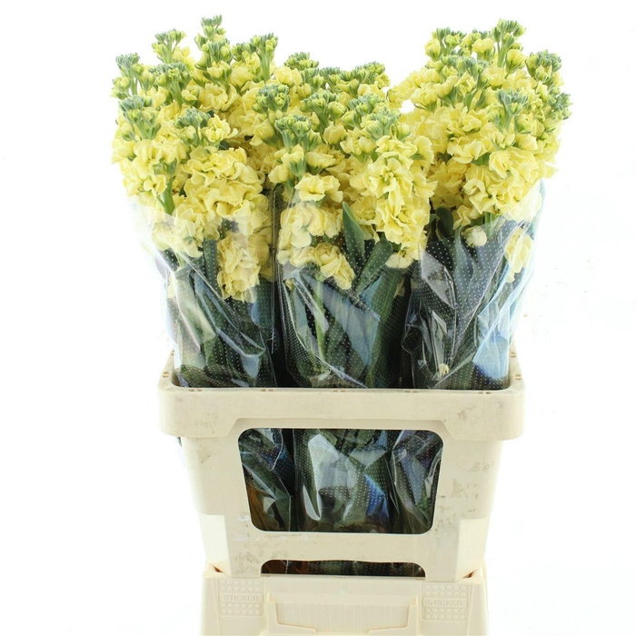 <h4>MATTH IRON YELLOW</h4>