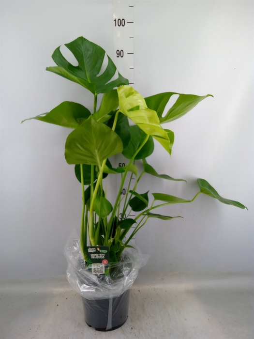 <h4>Monstera delic.</h4>