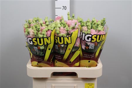 <h4>Eus G Alissa Pink</h4>