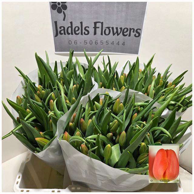 <h4>TU EN ORANGE JUICE</h4>