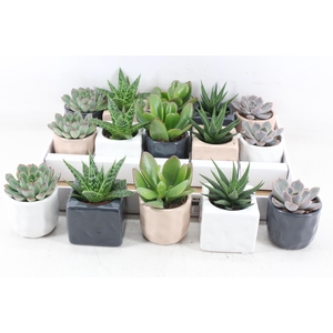 arr3 OV - Ker. davos mix