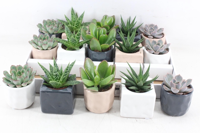 <h4>arr3 OV - Ker. davos mix</h4>