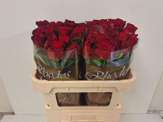 <h4>R GR RHODOS</h4>