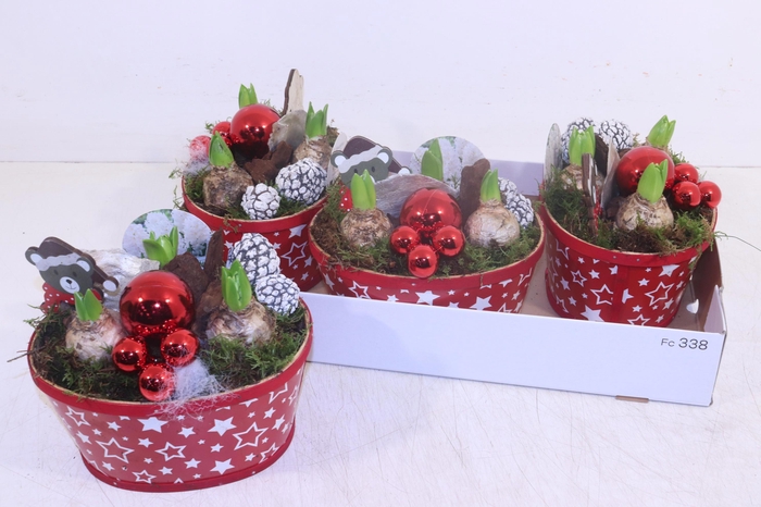 <h4>ARR HYACINTH</h4>