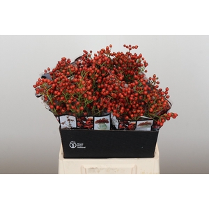 Rozenbottel Autumn Rosefruits
