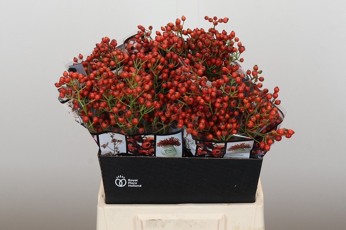 Rozenbottel Autumn Rosefruits