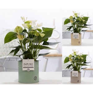 Anthurium white (Elido) in P&PURE zinc Louise 4 ass.3;