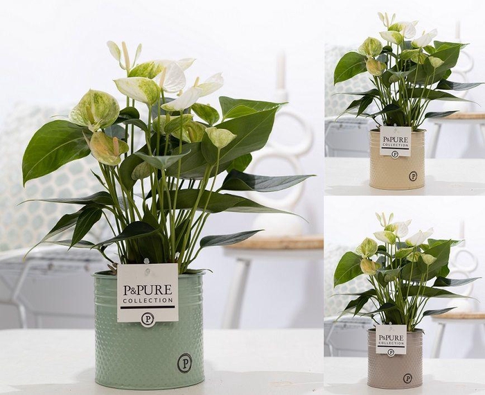 <h4>Anthurium white (Elido) in P&PURE zinc Louise 4 ass.3;</h4>
