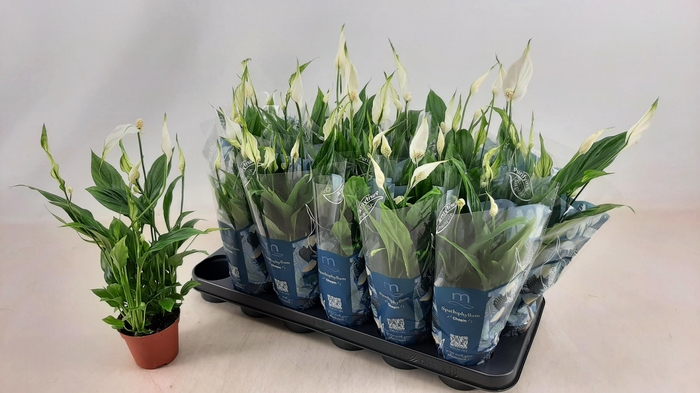 <h4>SPATH CHOPIN</h4>