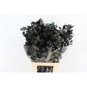 DF Lunaria Black