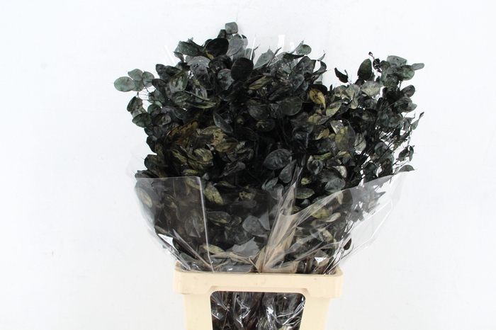 <h4>DF Lunaria Black</h4>