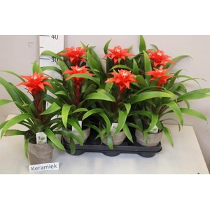 ARR BROMELIA
