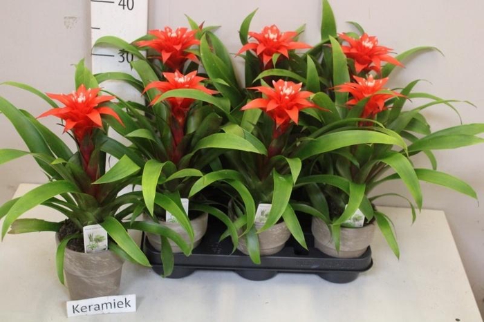 <h4>ARR BROMELIA</h4>