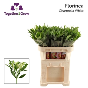 ALST FL CHARMEL WHIT Rek.