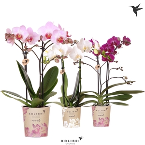 Kolibri Orchids Phalaenopsis Mineral white pink violet mix 2 spike