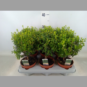 Myrsine africana