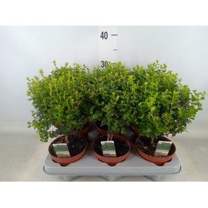 Myrsine africana