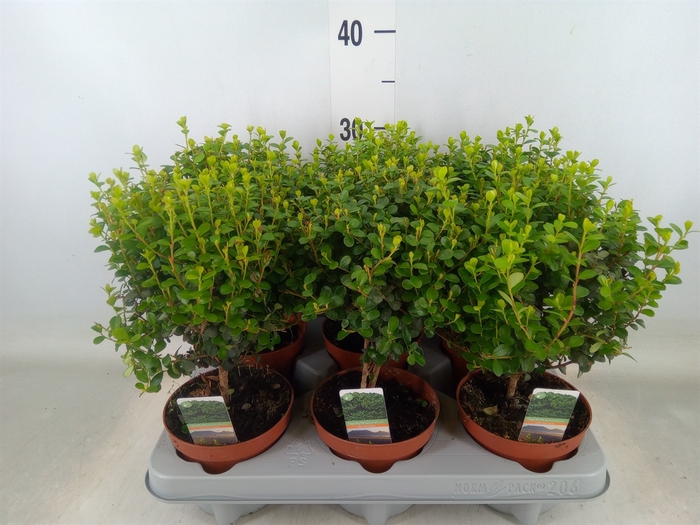 <h4>Myrsine africana</h4>